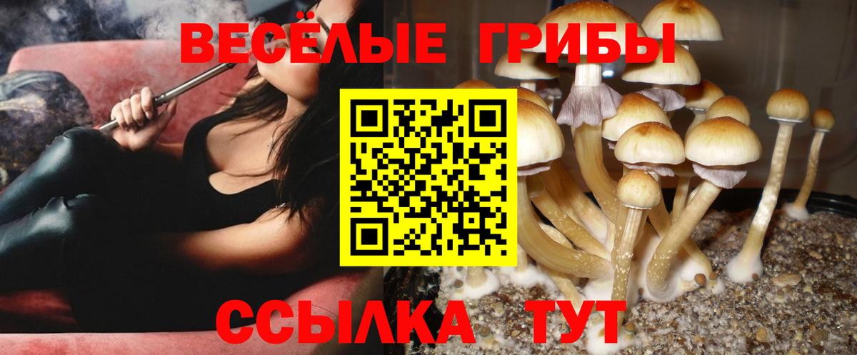 Галлюциногенные грибы Psilocybe Ревда
